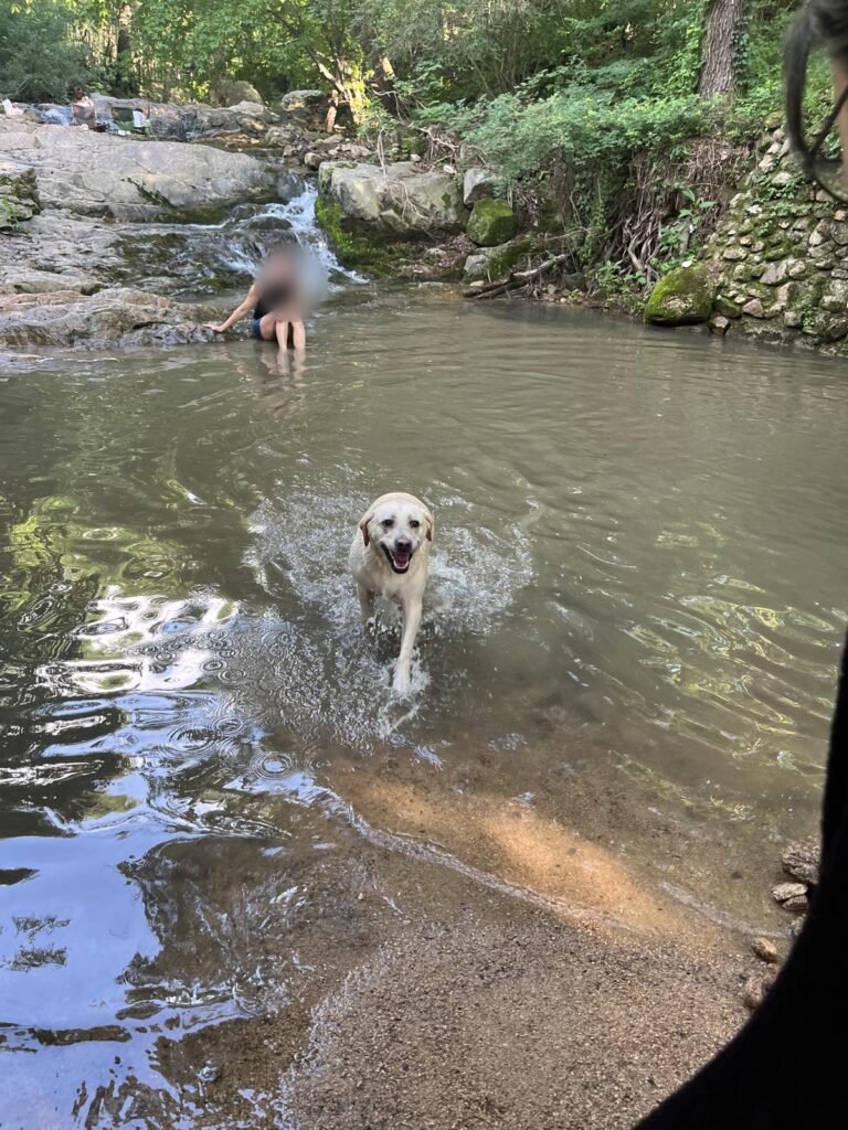 A happy dog splashing through the water at Jingwansa Valley
