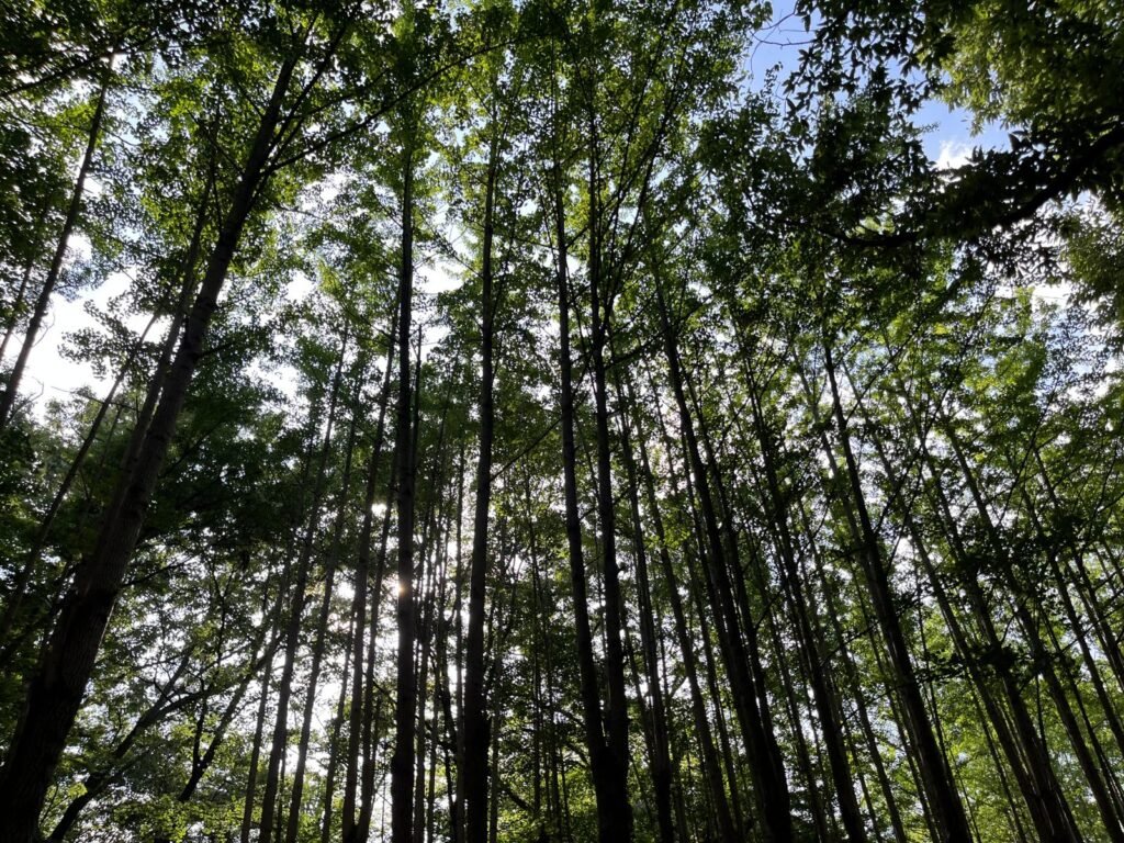 Looking up at the green forest canopy near Jingwansa Valley, Bukhansan