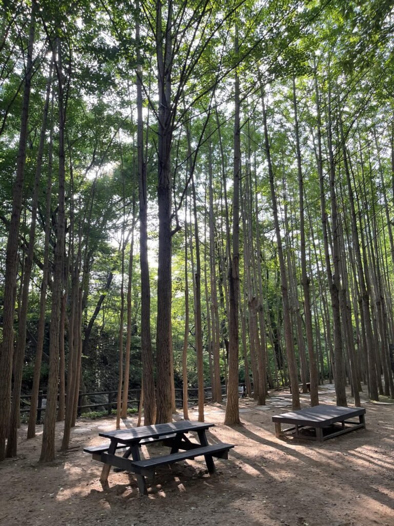 Tall trees and wooden picnic tables at a forest rest area on the way to Jingwansa Valley, Seoul
